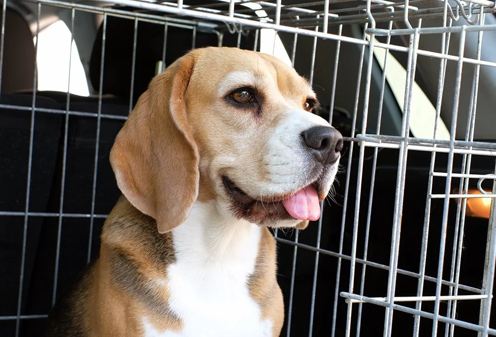 Big Times for Beagles, Canines at Cannes, Making Brody Proud, and More!