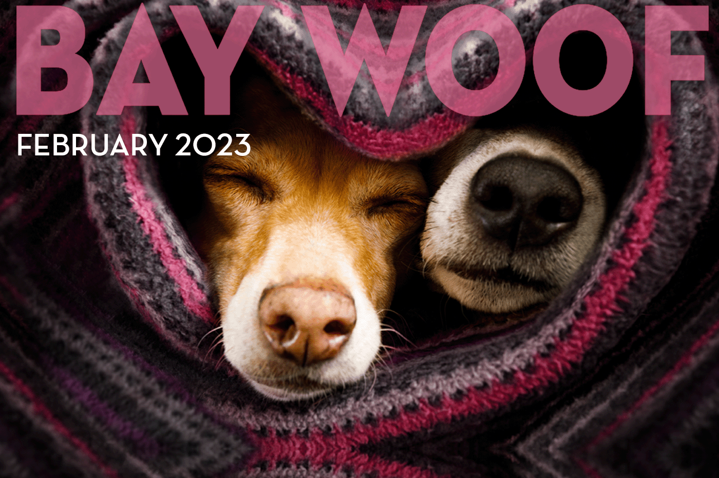 Rescues and Shelters — BAY WOOF