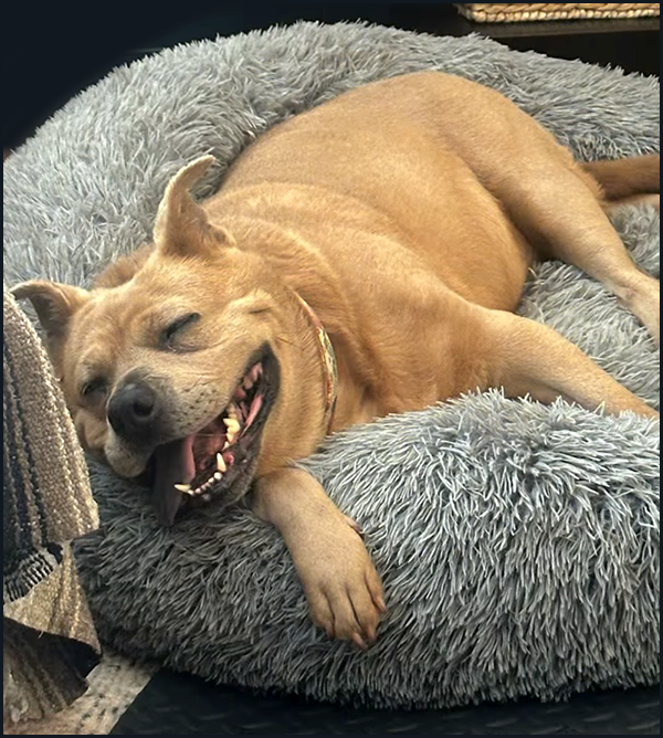 Miracle on Four Paws: How Darby Walked Again