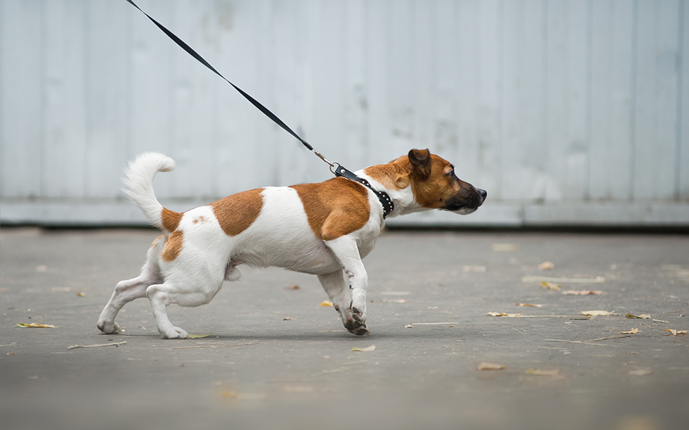 Your Leash Is Talking – Are You Listening? Why a Tight Leash Makes Reactivity Worse
