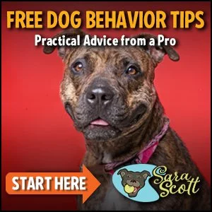 Dog Training with Sara