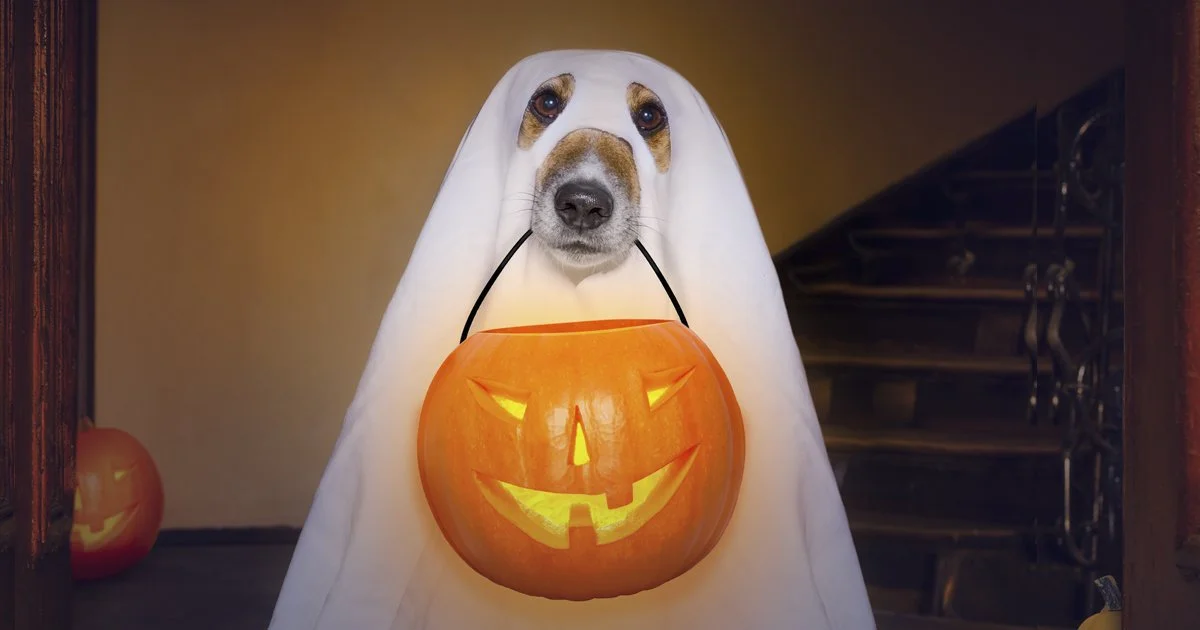 Animal Council Still in Limbo: Will There Be an October Surprise?