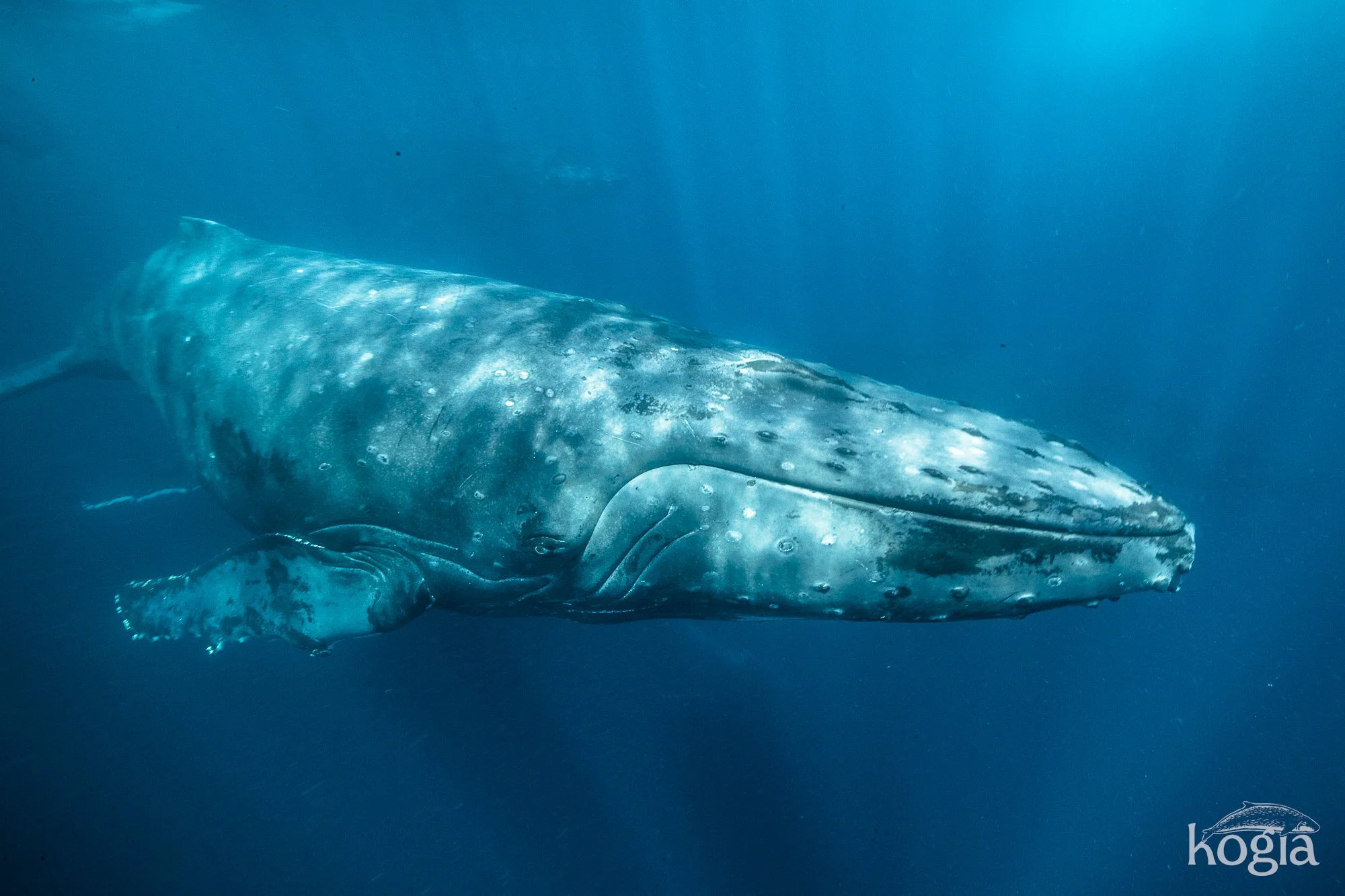 20170921-KARIM-ILIYA-4332.jpg