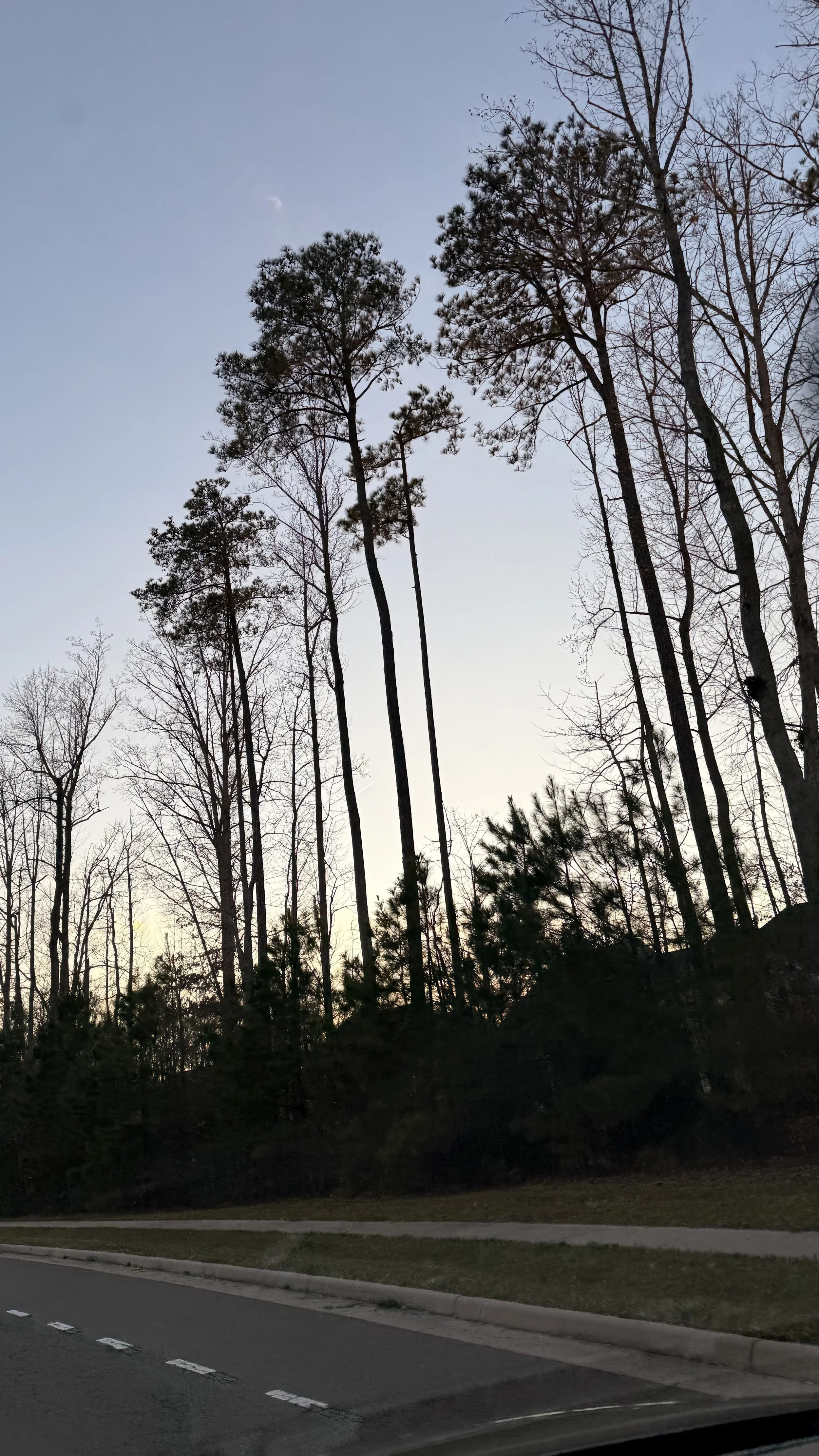 Tall pine and bare deciduous trees silhouetted against a pale winter sky at dusk.