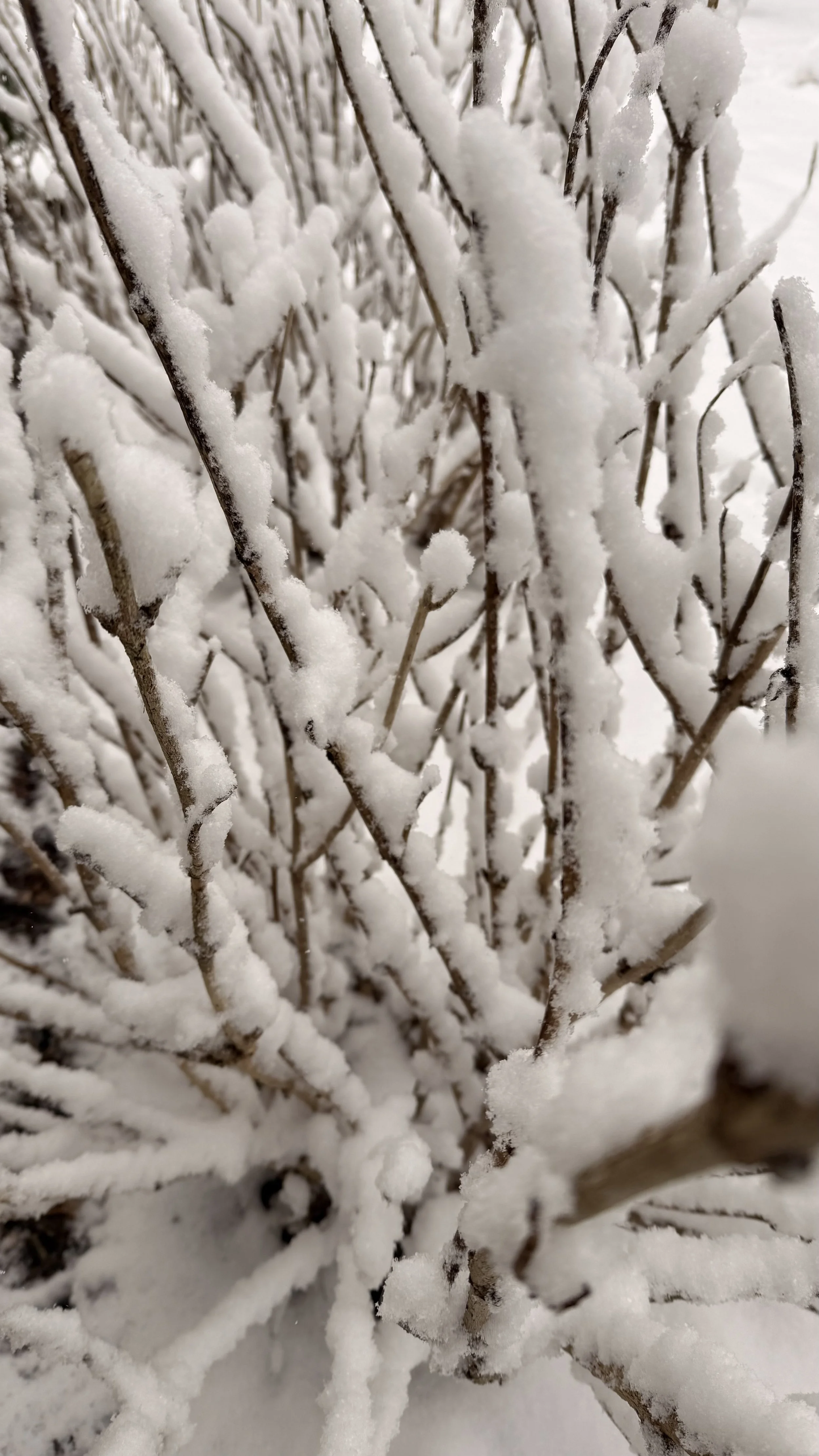Close-up of bare branches coated in fresh snow, showing the texture of winter growth at rest.