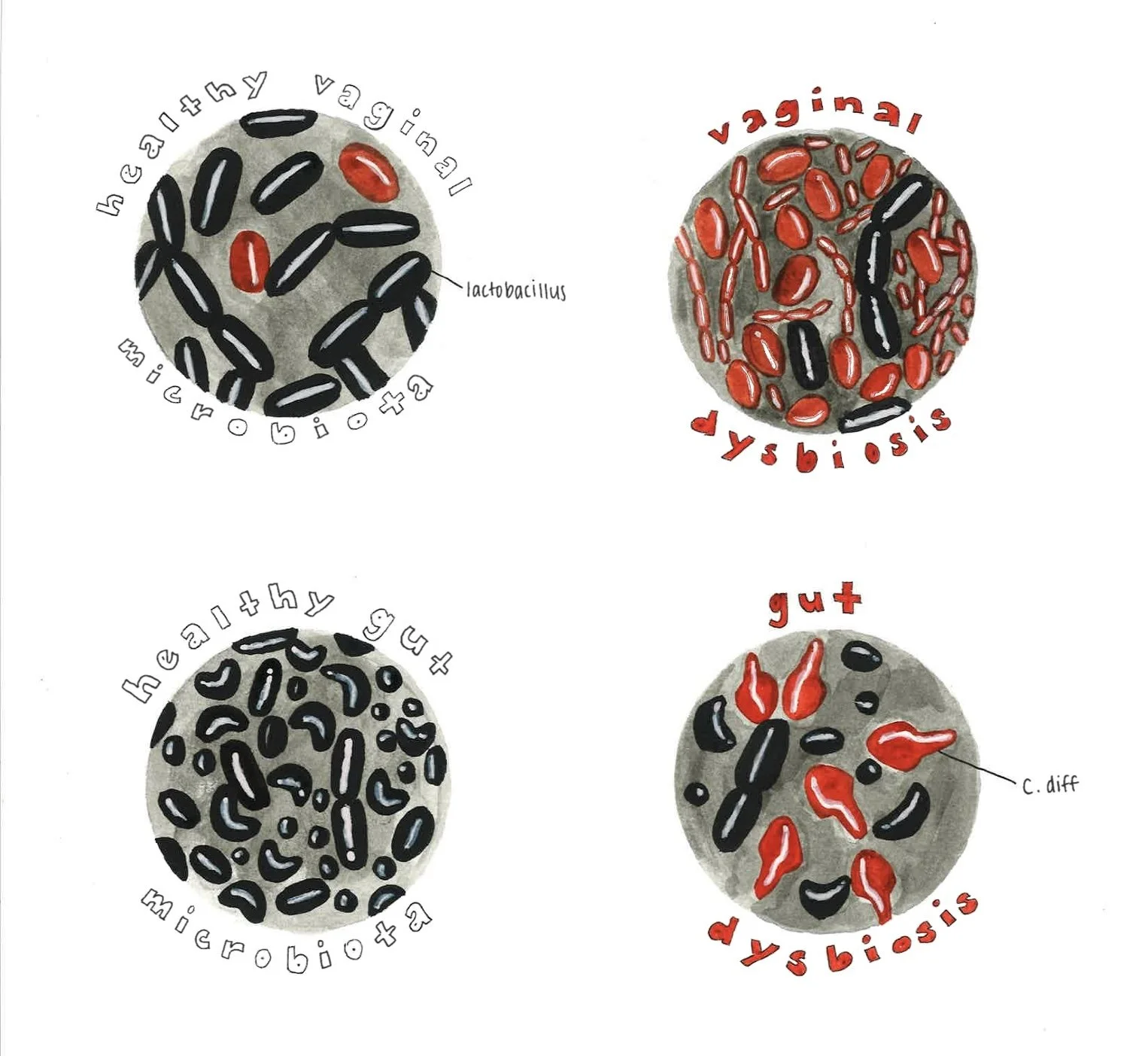 Art by: Elizabeth Catizone, "It Takes a Microbial Village: Maternal Microbiota and Neonatal Neurodevelopment"