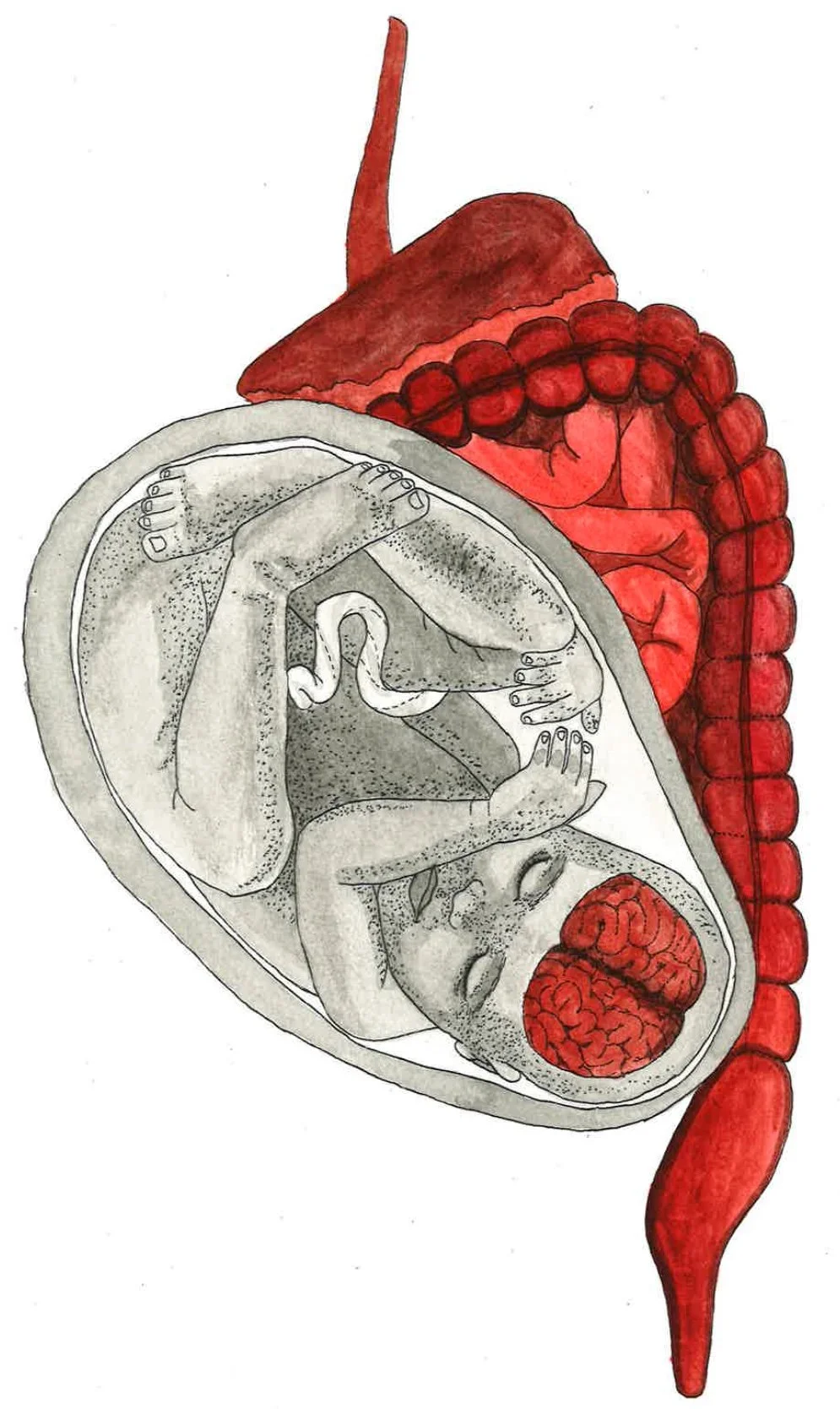 It Takes a Microbial Village: Maternal Microbiota and Neonatal Neurodevelopment