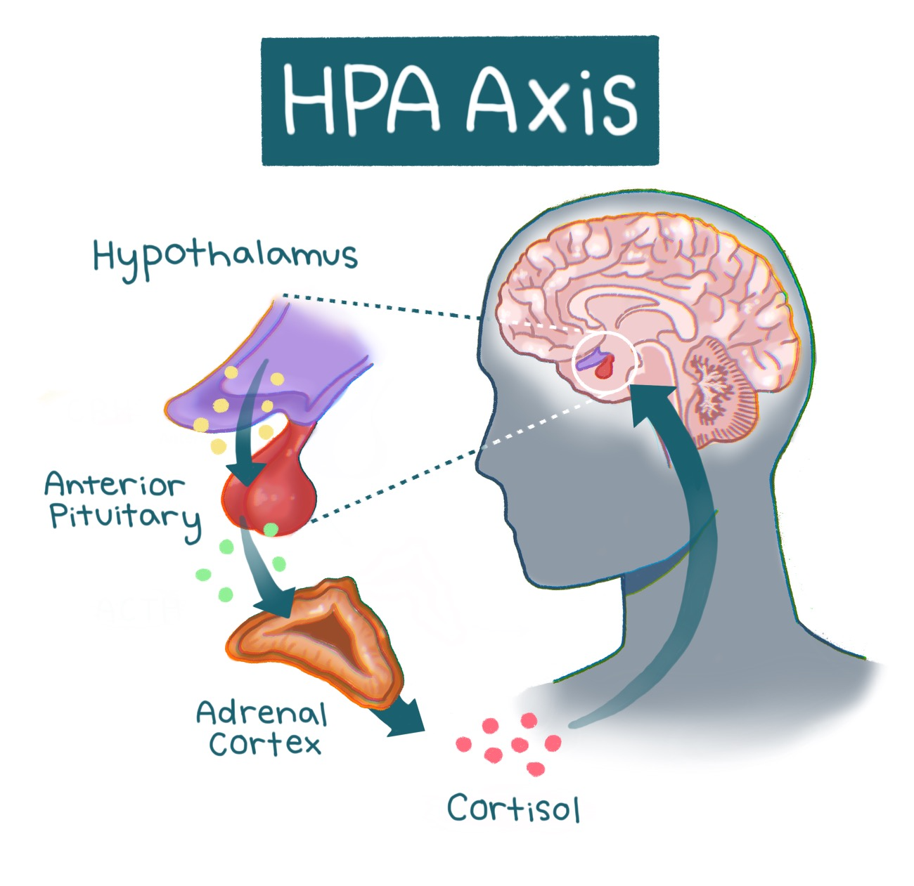 Art by: Racine Rieke, "From Dean's List to Drained List: The Brain Science of Burnout"