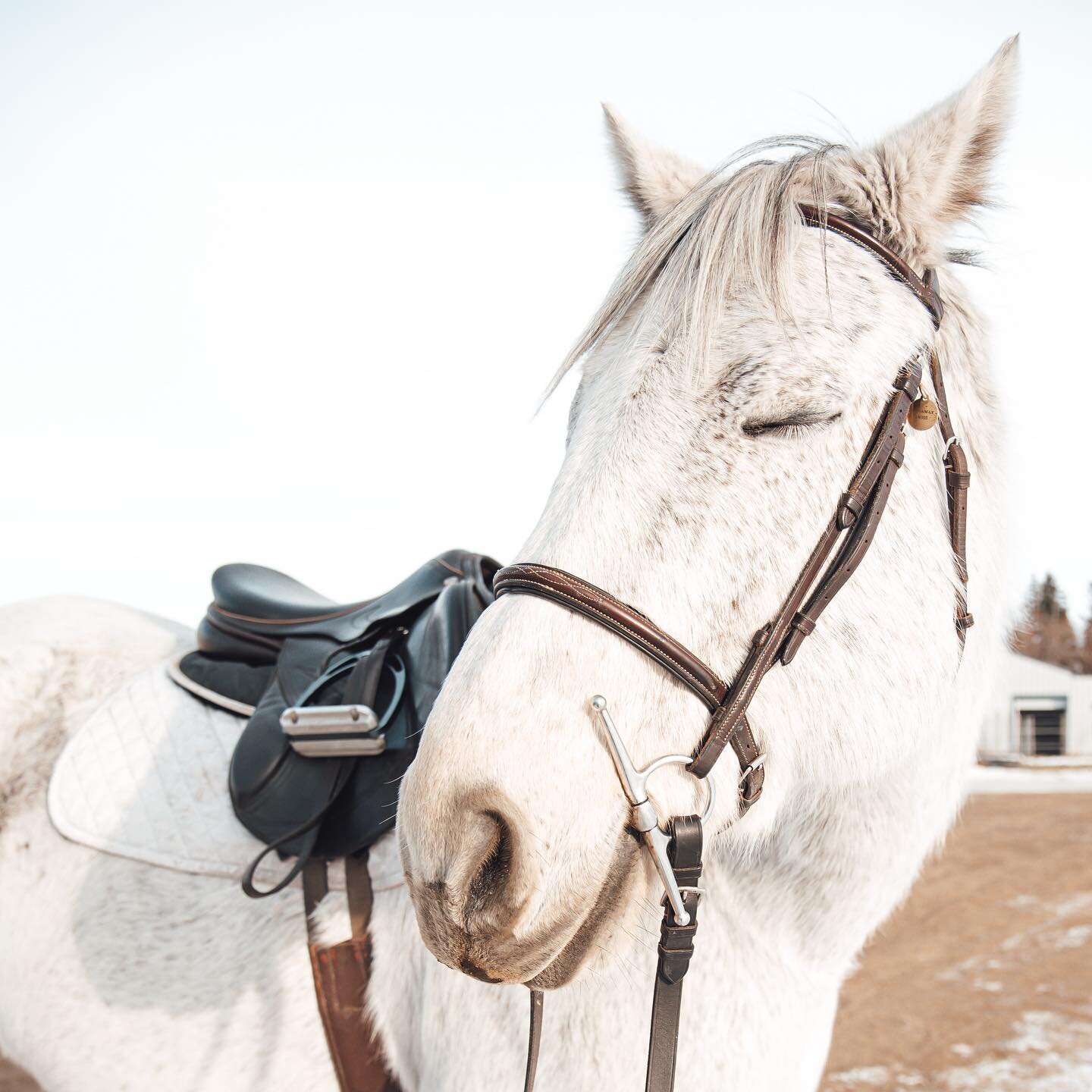 Swizzle-dog is channeling those Monday vibes. On the bright side... how great is it that it&rsquo;s not minus a million and things are warming up! Does this mean spring is coming?! 🤩
.
.
.
.
.

#falkenbergstables #albertastables #albertahorses #albe