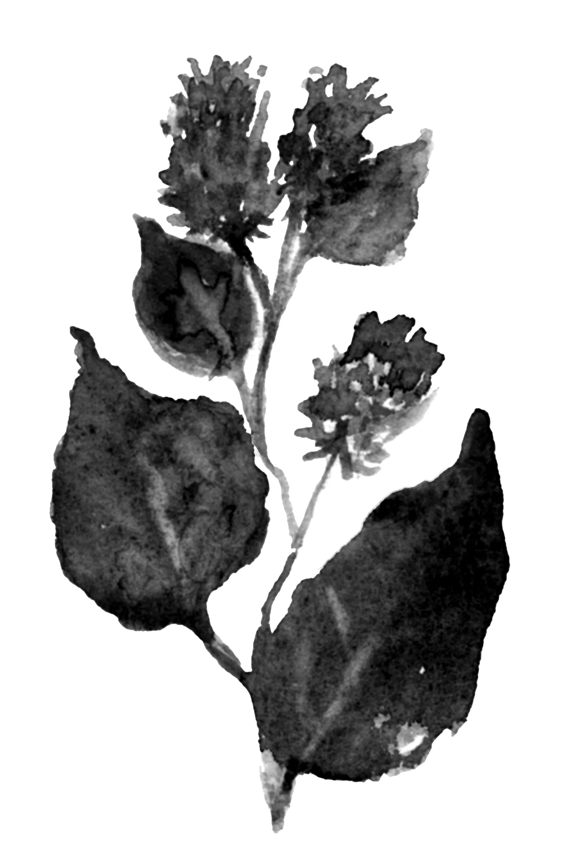 Book of Trees: Thistle and Pearl (5)