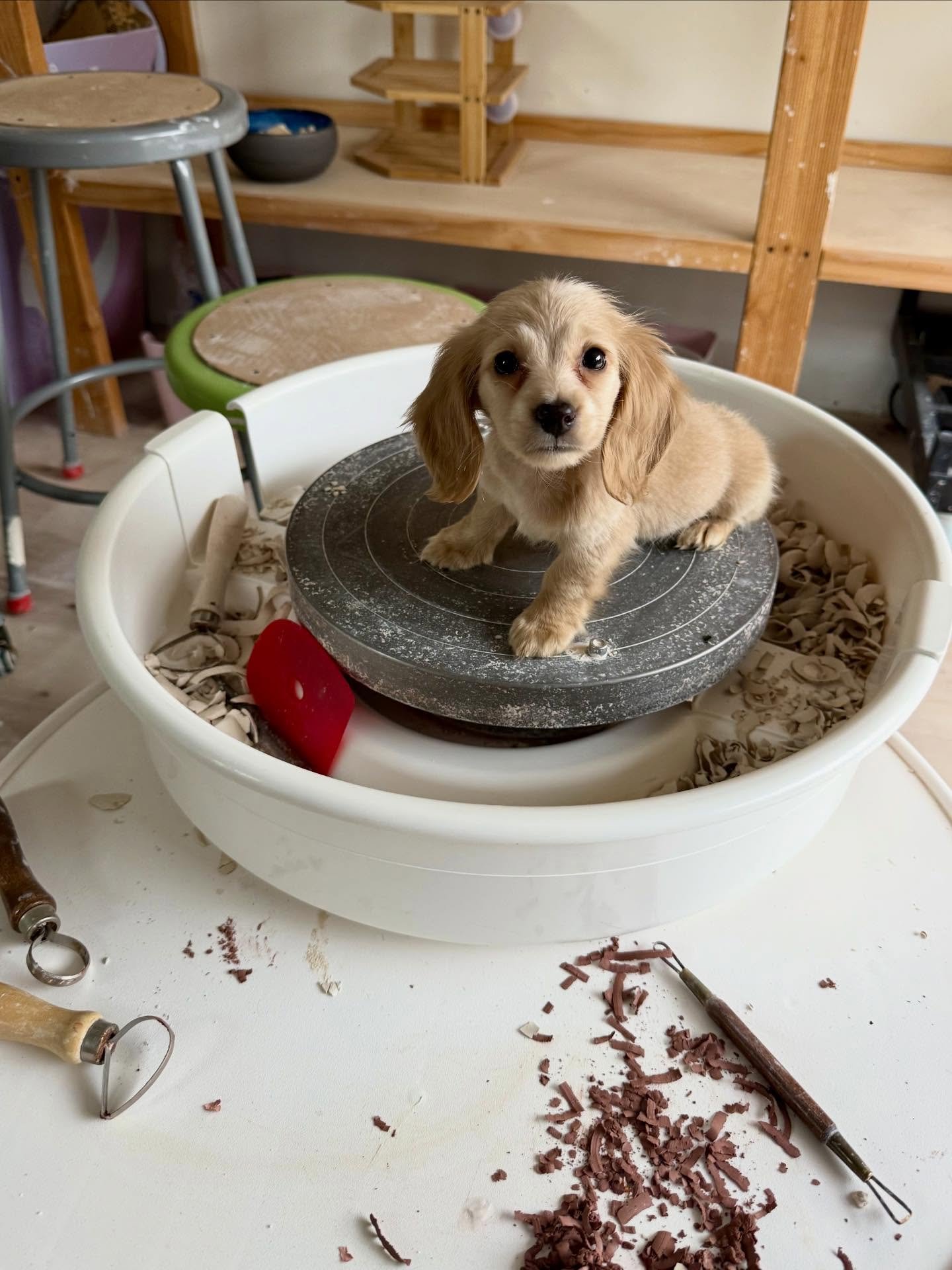 welcoming this tiny new pottery princess into the studio!! 💕 drop your name suggestions in the comments 🥰