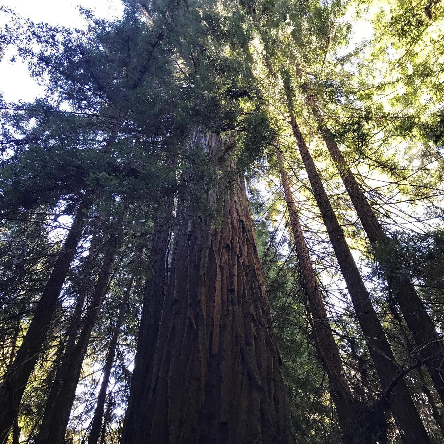 In 1991, the 1,600 year old Dyerville Tree in Humboldt county fell in a storm. The loss of surrounding trees had changed and increased wind flow. Help us protect the 2,000 year old Clar Tree in Sonoma from a similar fate. Stop the logging in Guernevi
