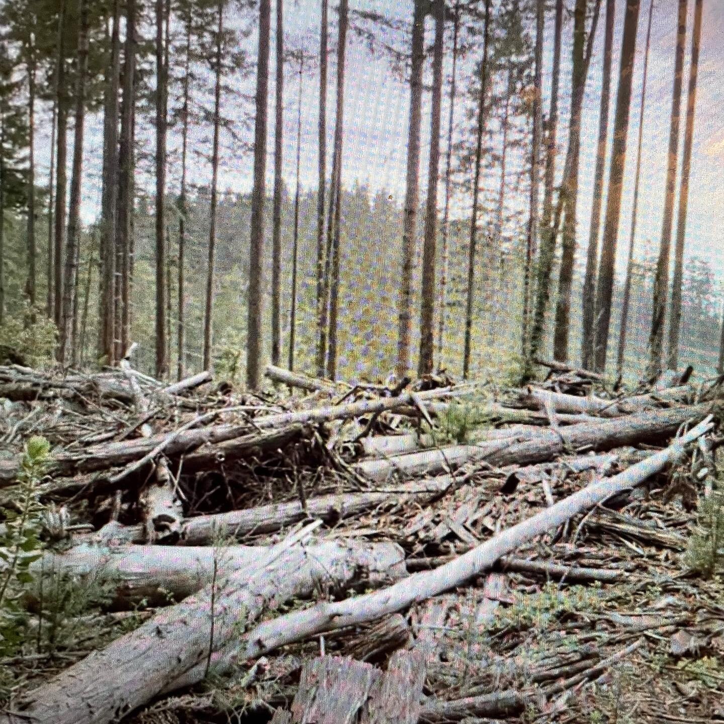 Did you know: logging is a major source of CO2 emissions because less than half the wood in a tree is usable as lumbar. The rest is burned or quickly decays in a landfill. (The John Muir Project). Help us to protect the forest in Guerneville from log