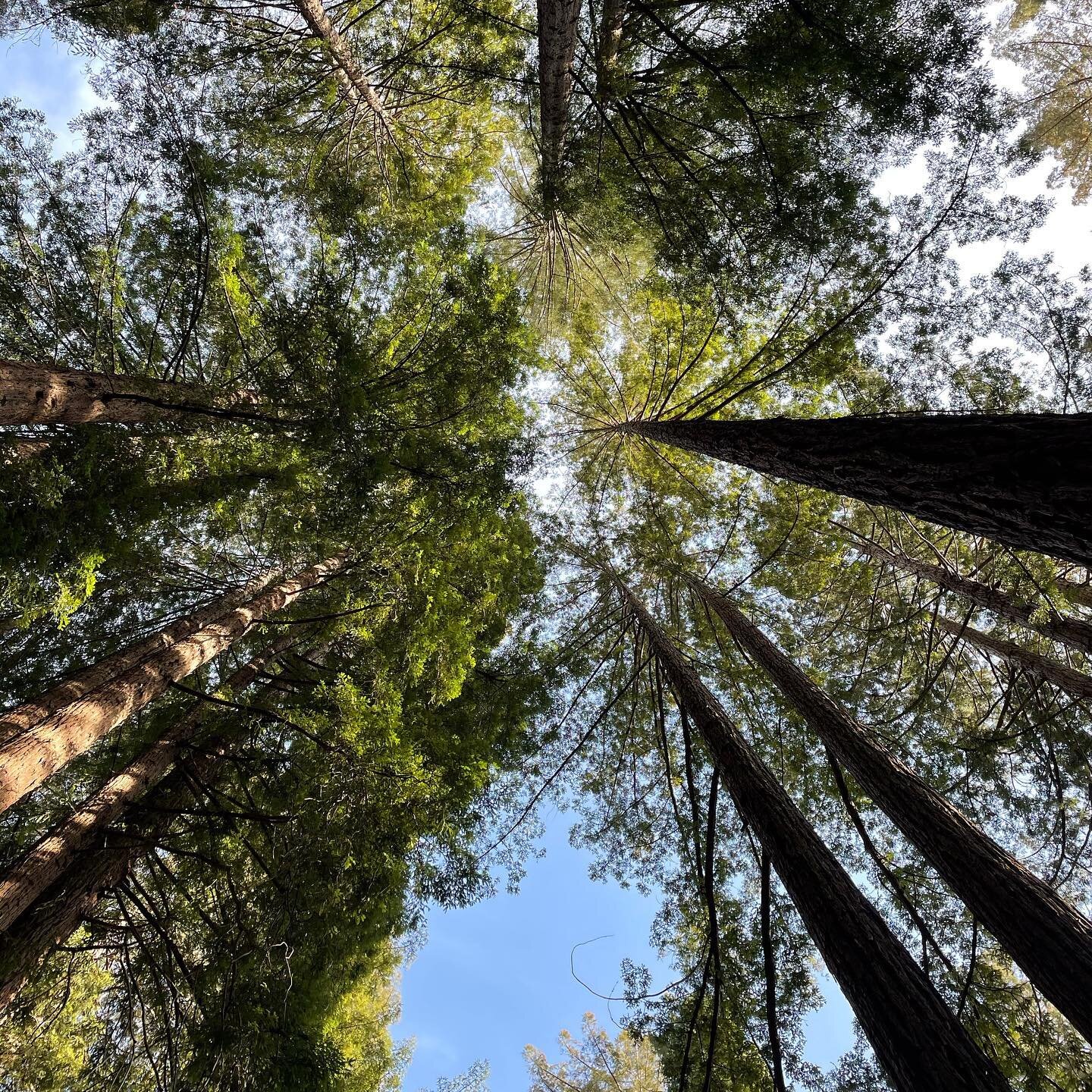 A local wastewater expert has highlighted major new concerns with the Silver Estates Timber Harvest Plan (THP) near Guerneville. 

Robert Rawson, a former supervisor at the Russian River County Sanitation District (RRCSD) with over 40 years experienc