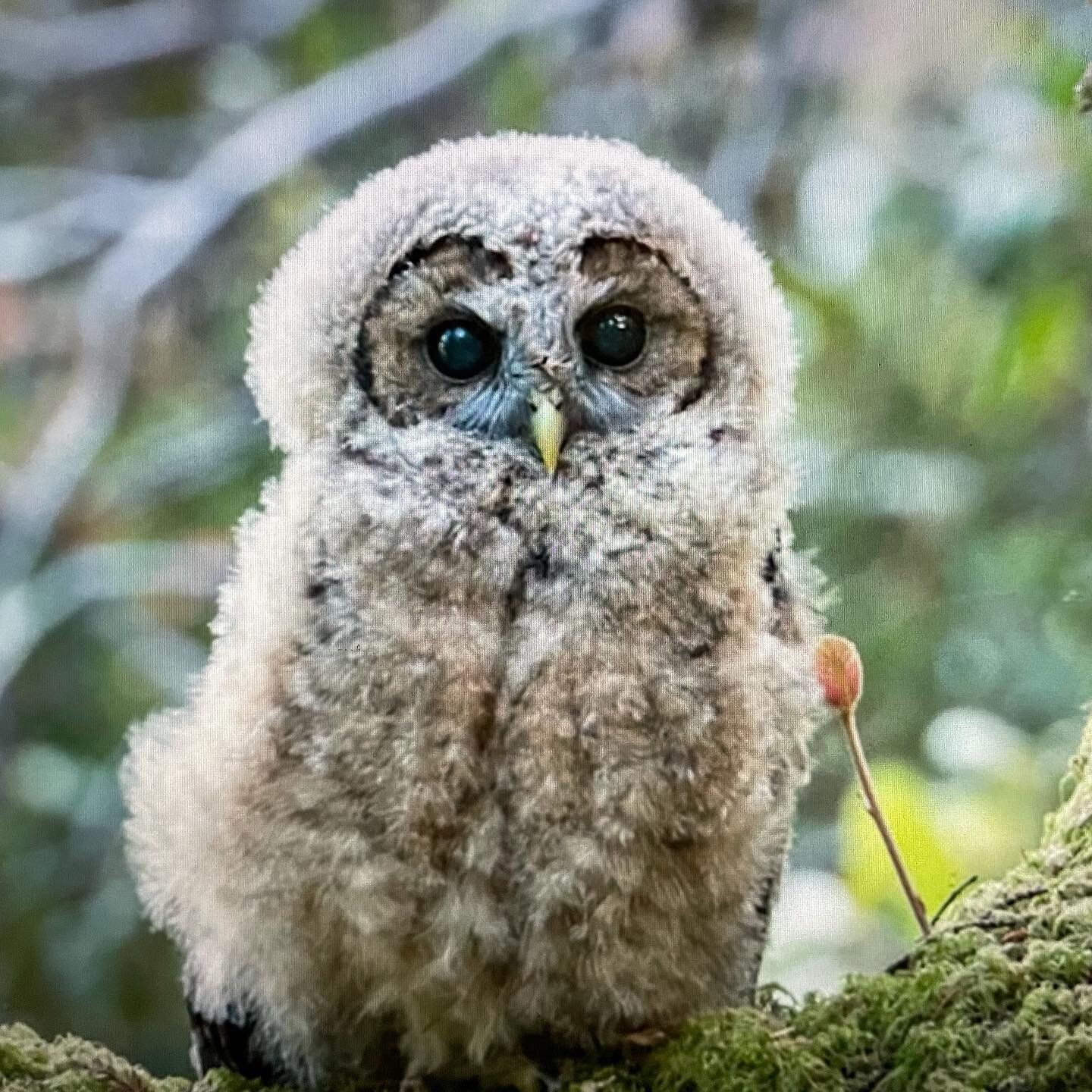 Redwood tree habitat for endangered species, like the Northern Spotted Owl, is being destroyed in Sonoma county.  Help us protect the forest. #stopthp #russianriver #protecttheclartree #guerneville