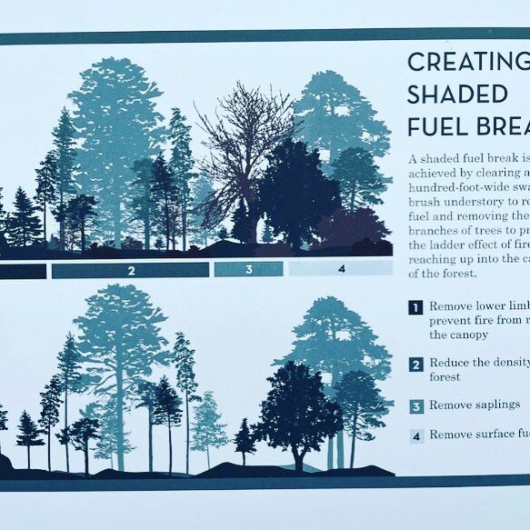 Just to be clear: Silver Estates is not creating shaded fuel breaks by removing the small more combustable trees and the decades of dry slash.  Quite the contrary, SE will remove most of the tall trees, retain the combustible stuff, and leave all 224