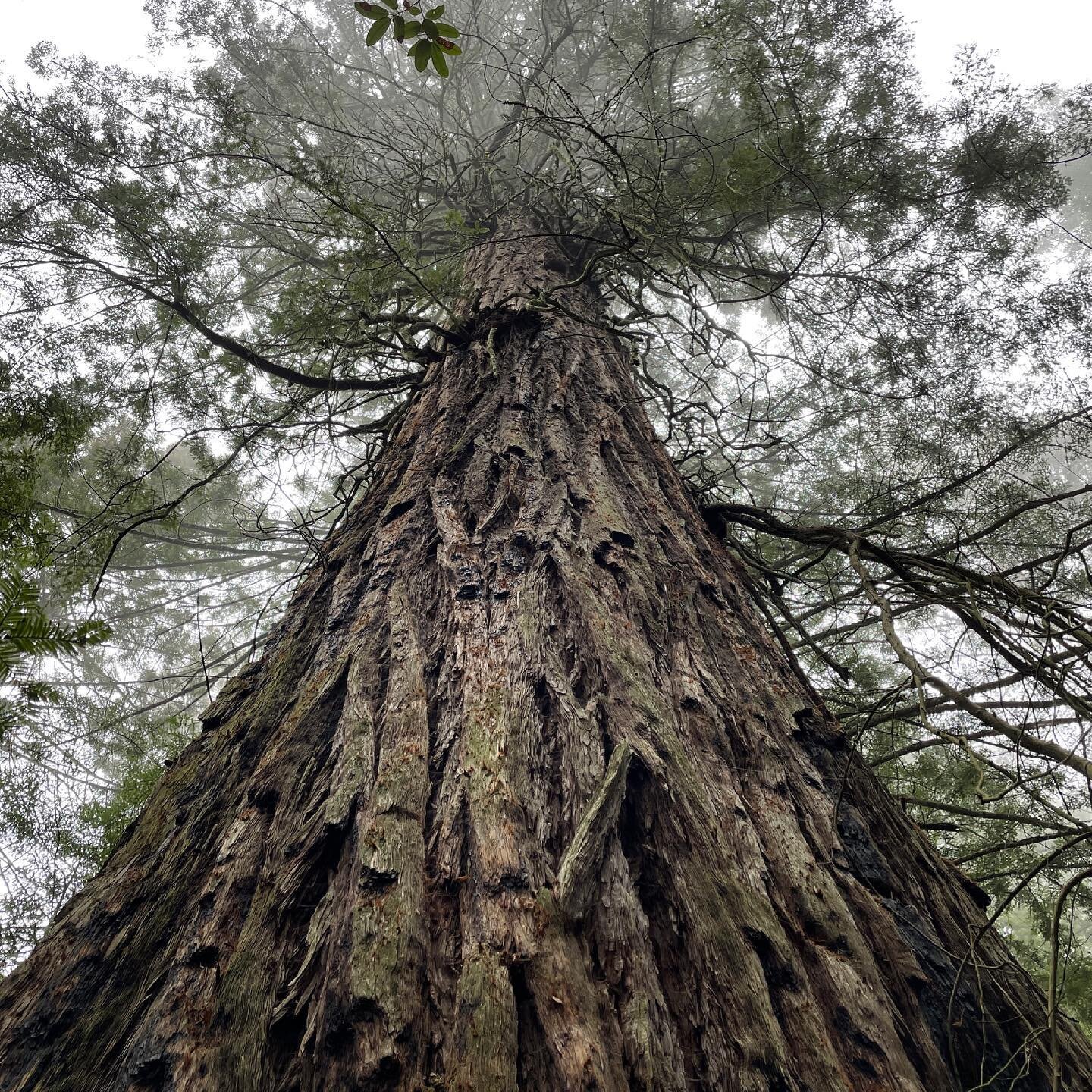 Delay # 8.  Cal Fire has once again postponed making a decision to approve the Silver Estates logging plan near Guerneville. The plan is clearly flawed. Cal Fire: stop trying to fix this plan for your friends in the timber industry. 86 the plan now! 