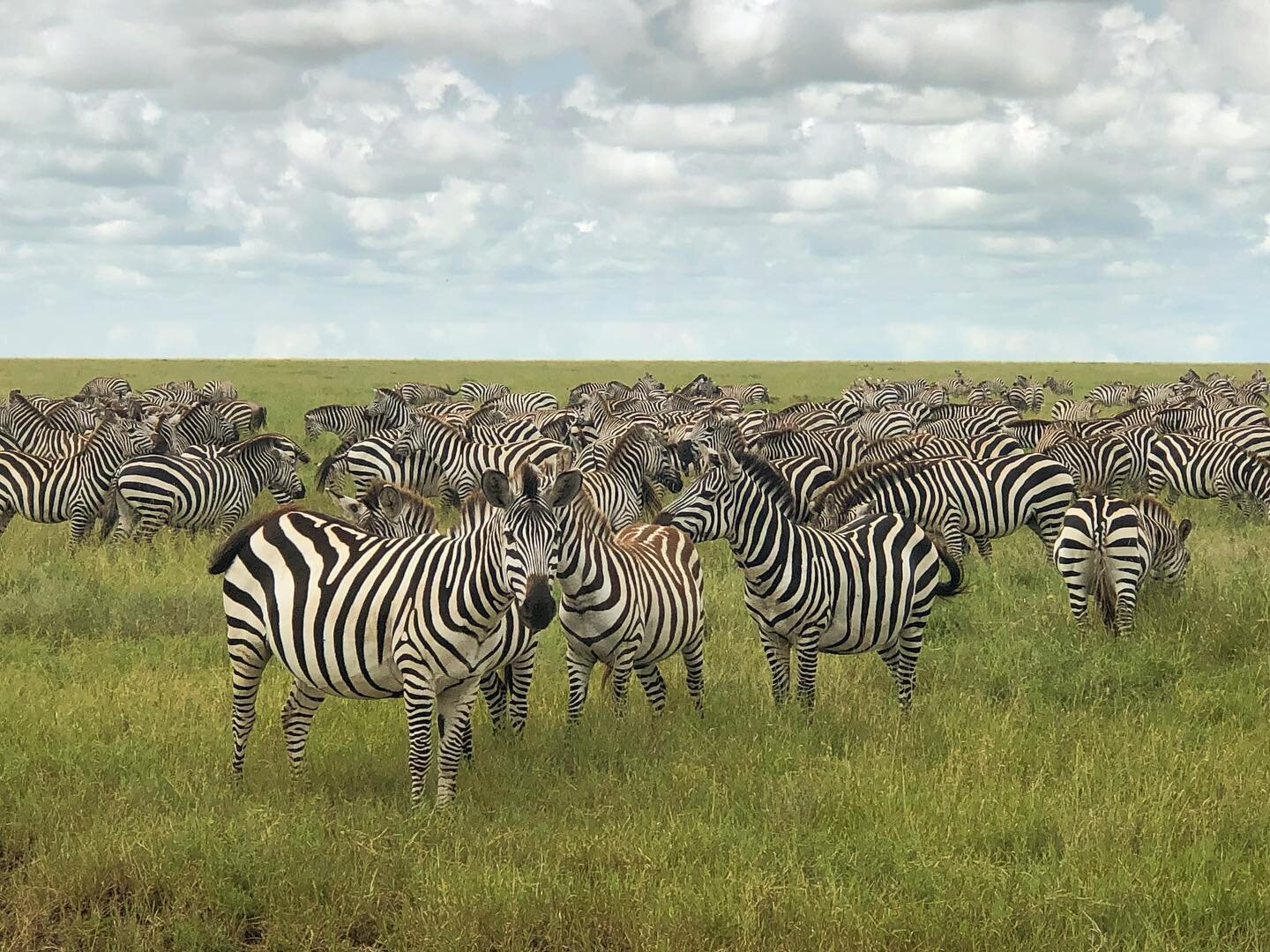 This is what i would call a sea of zebras. 🦓🦓🦓🦓🦓🦓

#zebras #stripes #zebra #wildanimals #herds #herd #migration #wildanimals #nature #serengeti #africa #tanzania #safari