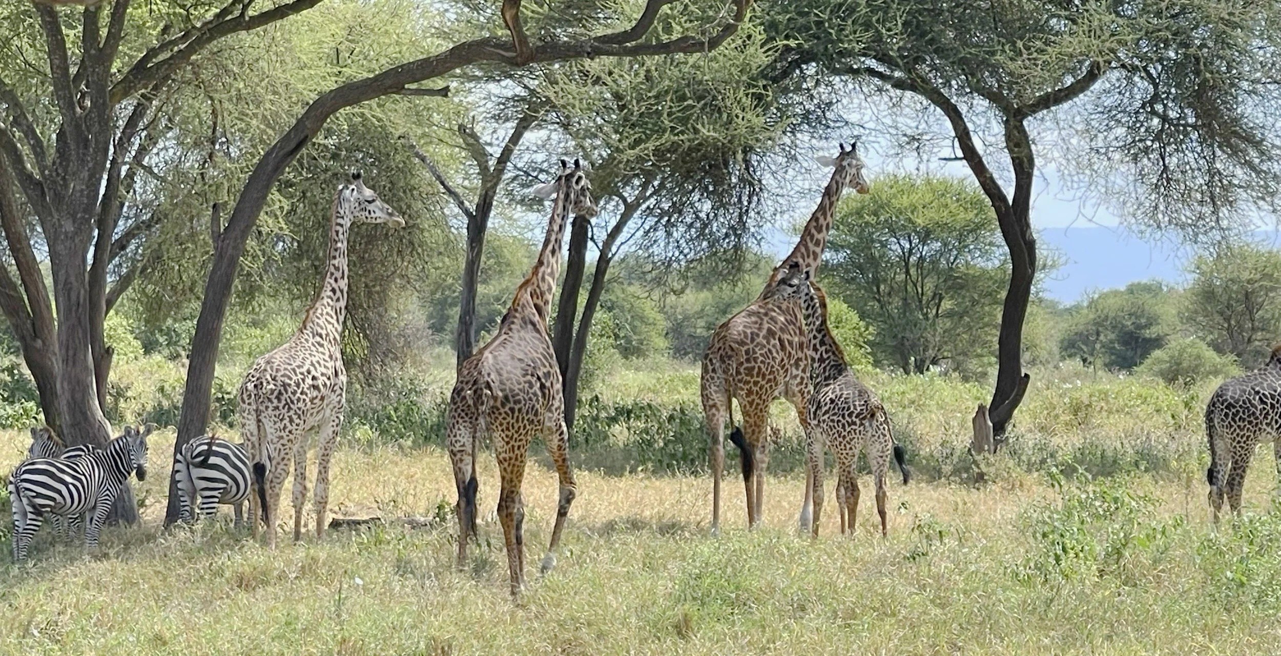 giraffe and zebra horizontal.jpg