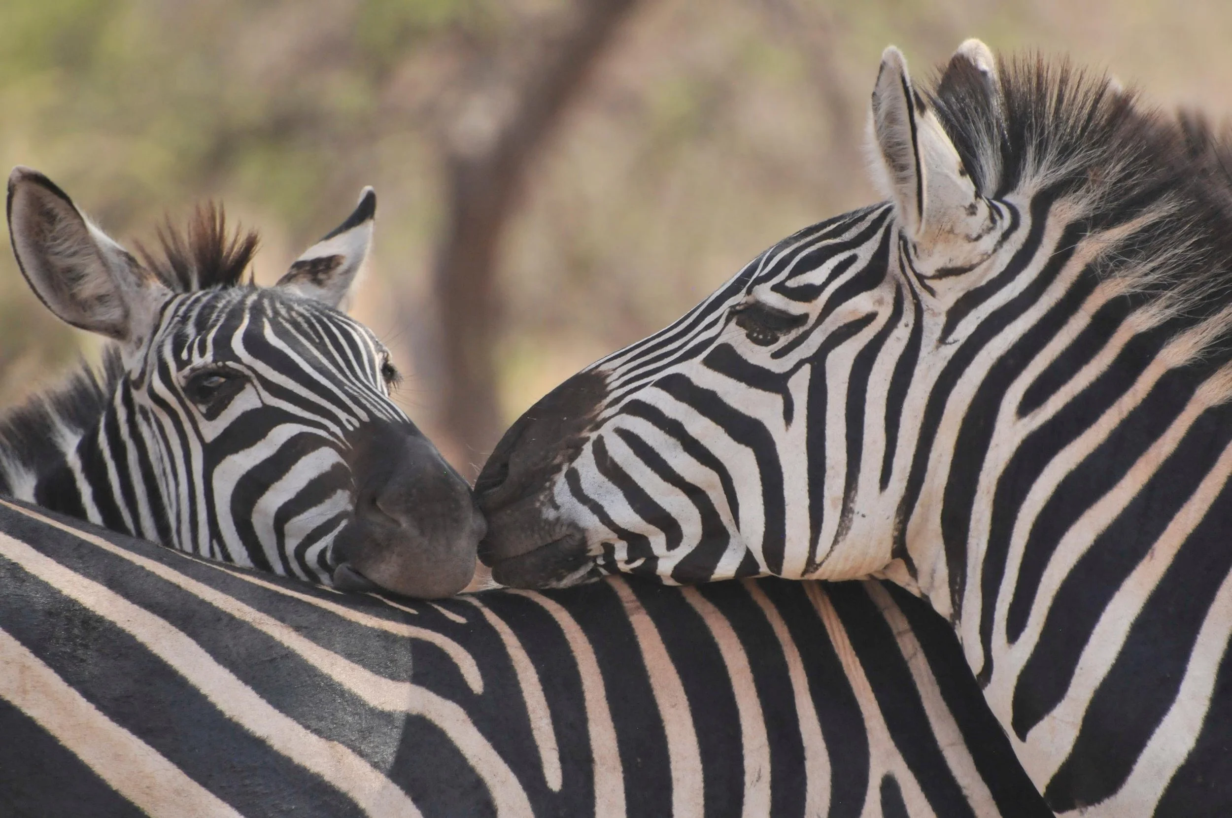 Two zebras resting their heads on each other with their eyes closed, showing black and white striped patterns.