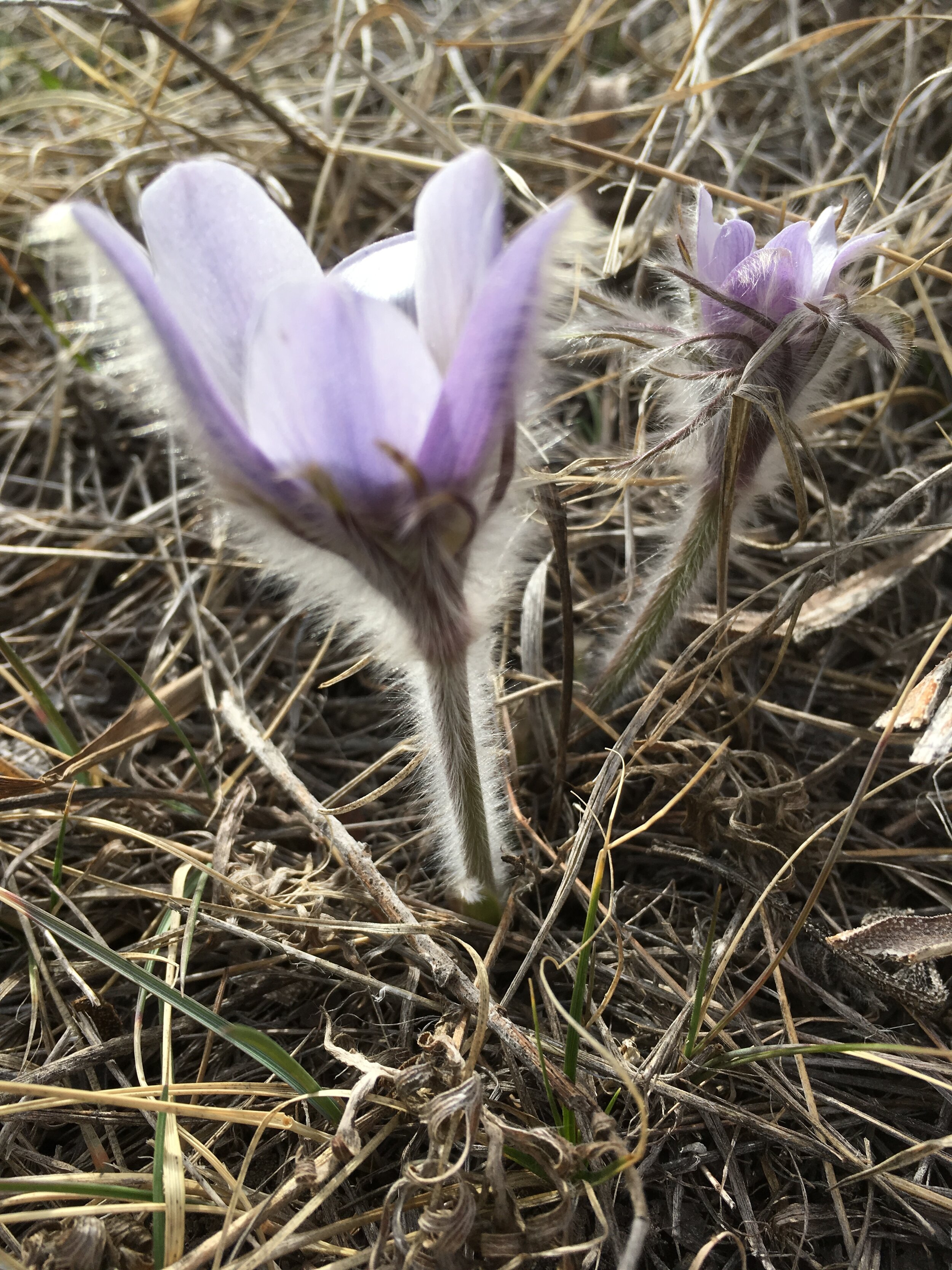 web 9-Spring Pasque Flower.JPG