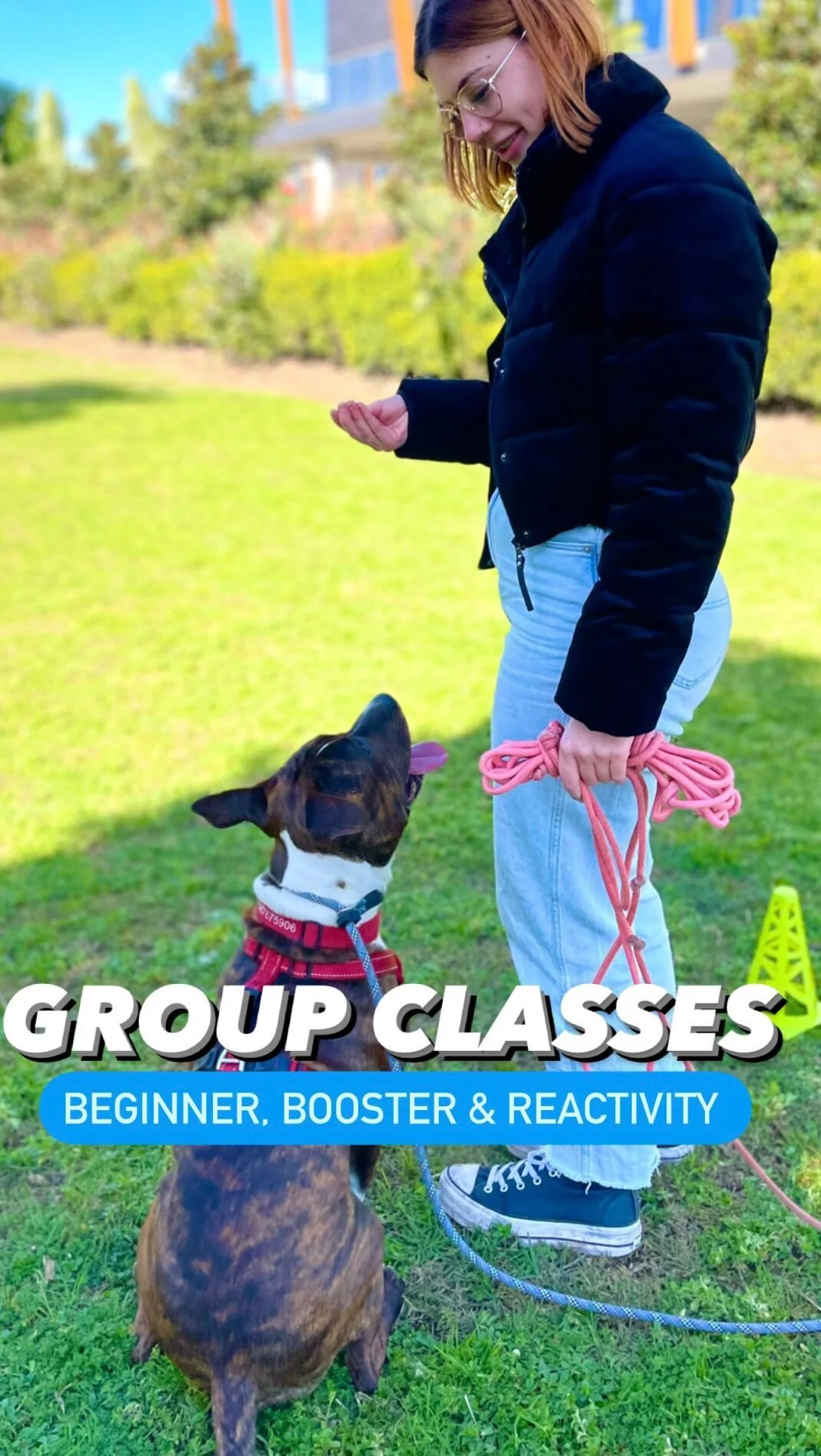 Animal Wellness and Behaviour dog training