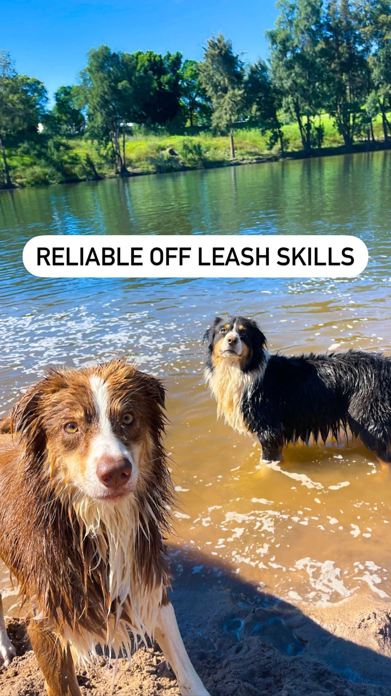 Animal Wellness and Behaviour dog training