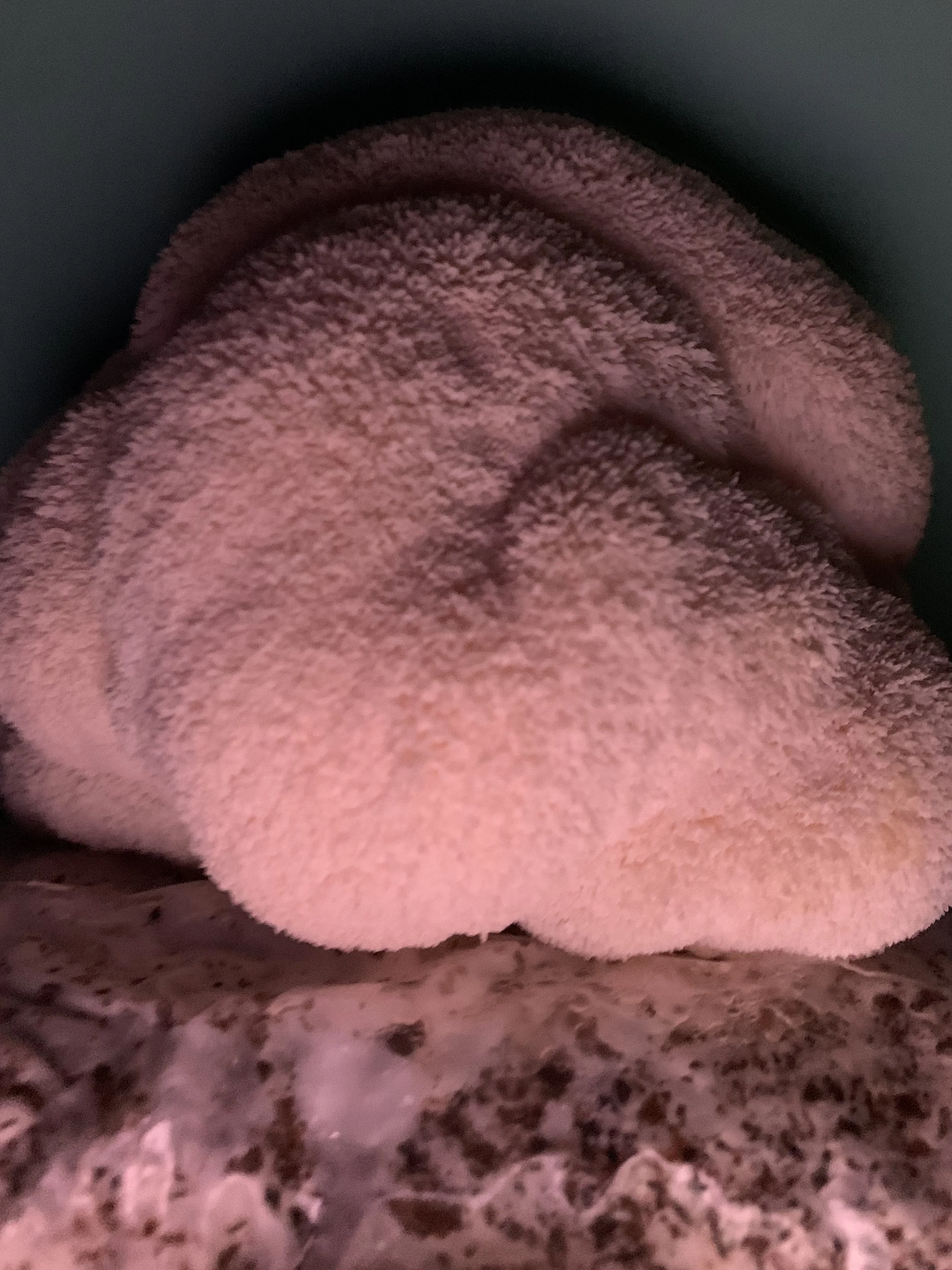 Lions Mane Capsules