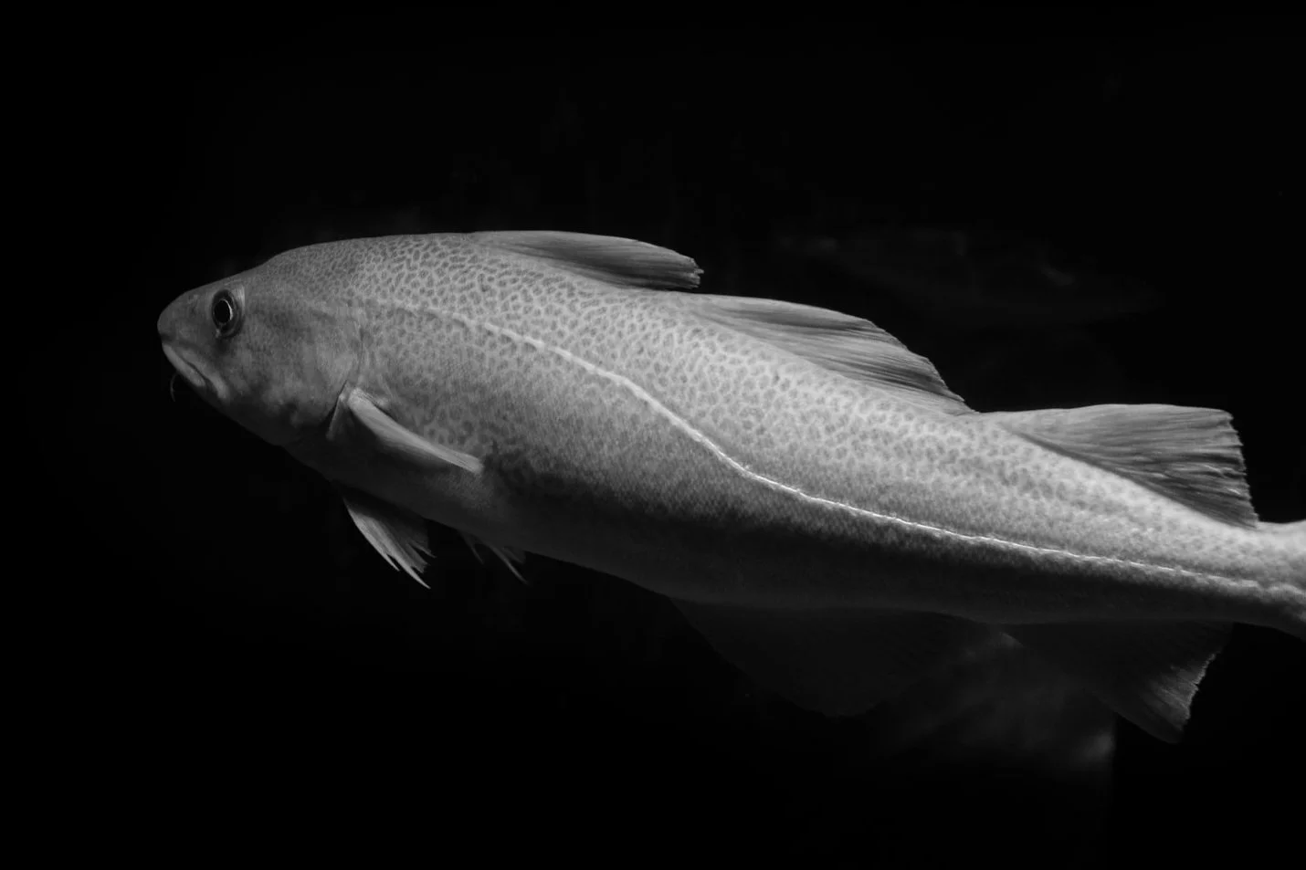 CAPIA - Nytt medlem i Cod Cluster