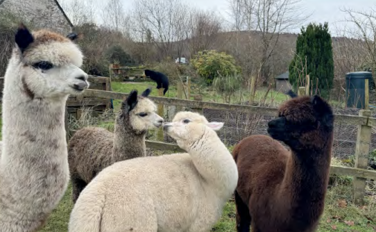 The alpacas: Tommy Gun, Vincent, Winston, and Oran
