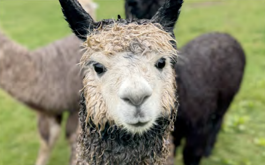 Alpaca