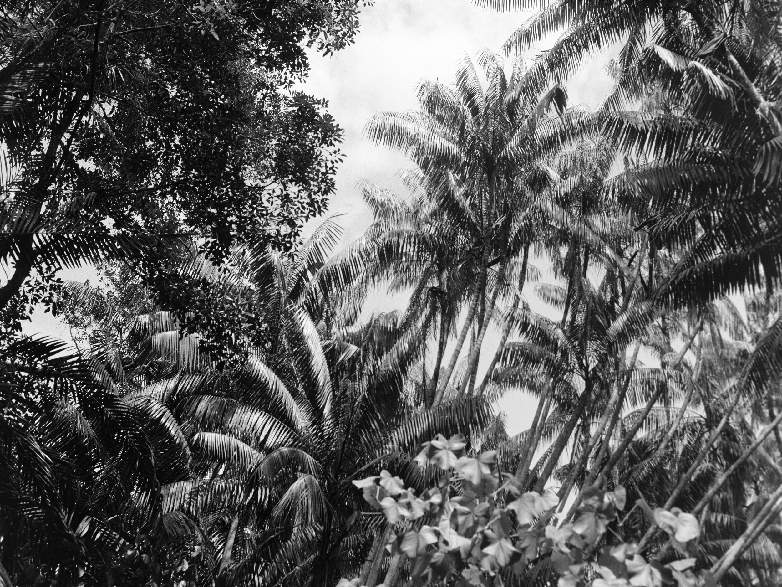 Rinait Soundscapes (coming soon)
