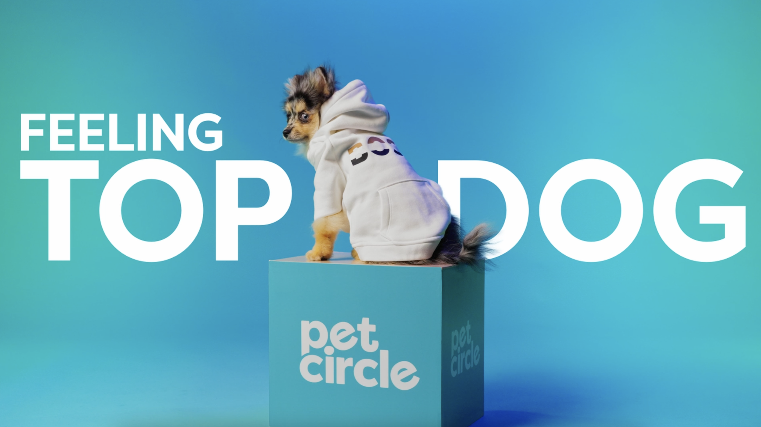 Top Dog_Key Visual.png