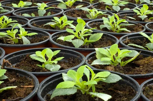 Plant &amp; apple juice Sale 