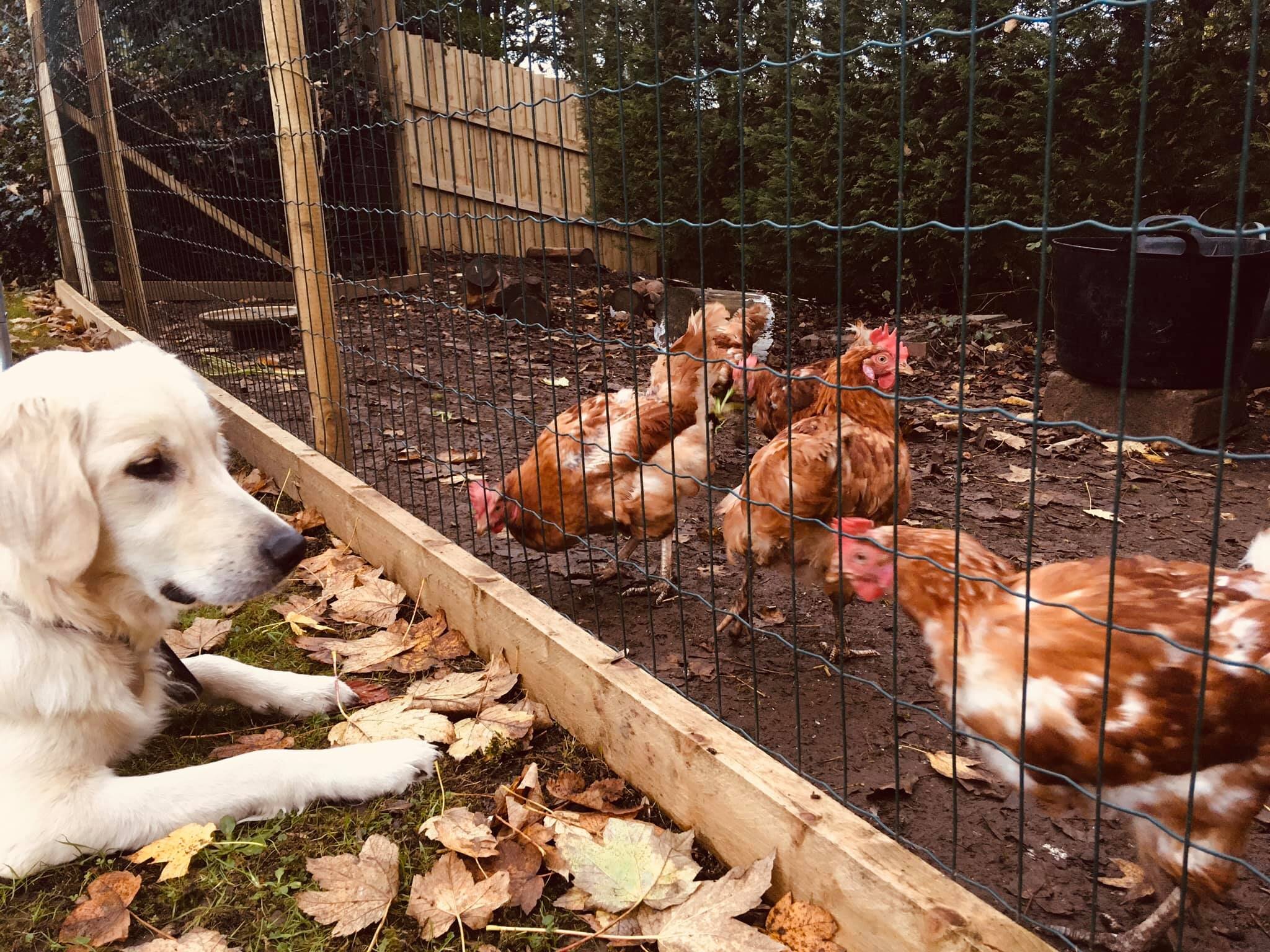 The Joy Of Keeping Chickens — Grow Batheaston - Creating A Sustainable Way  Of Local Life