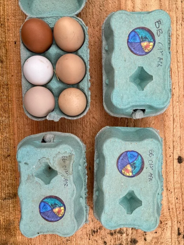 Lovely fresh free range eggs