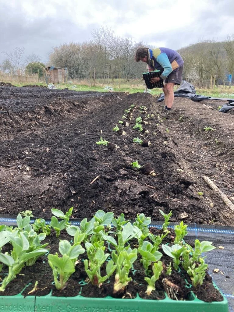 Planting out