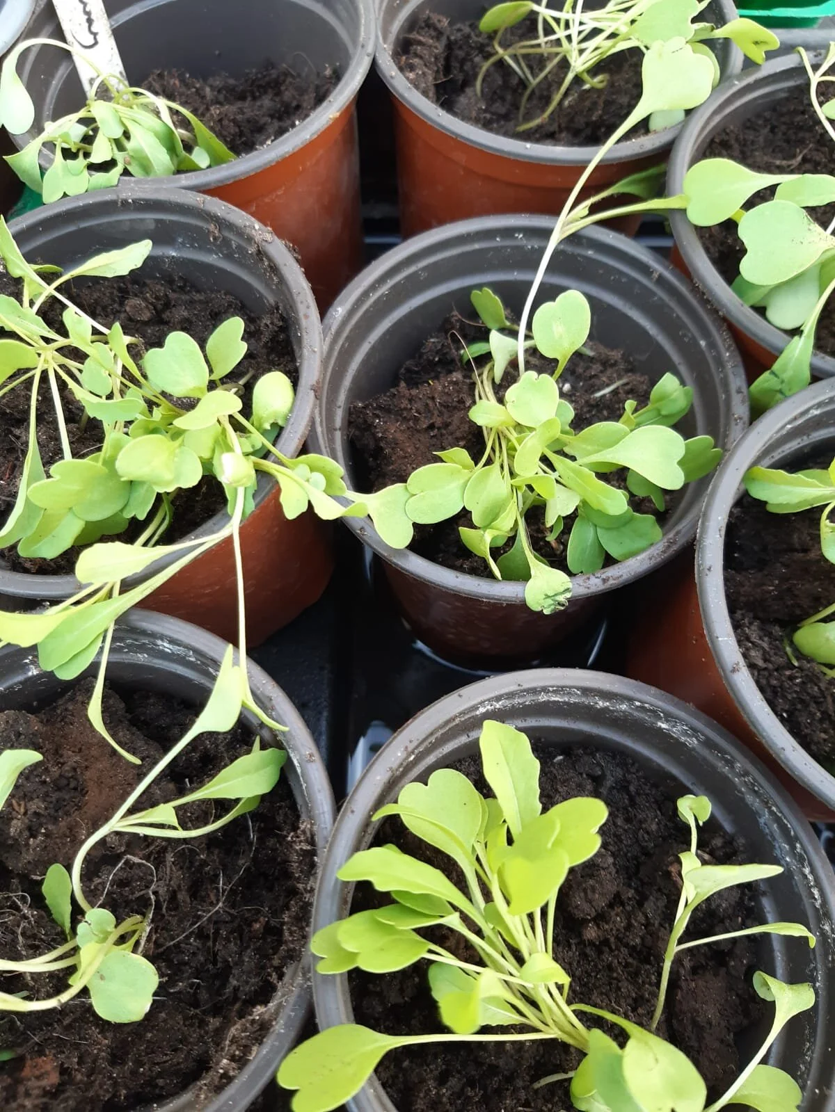 seedlings