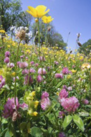 Wild flower meadows project on the Elmhurst Estate