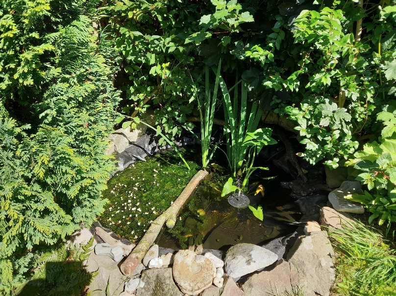 Pond Life - how to create a wildlife pond - by local resident Phil Johnston-Smith