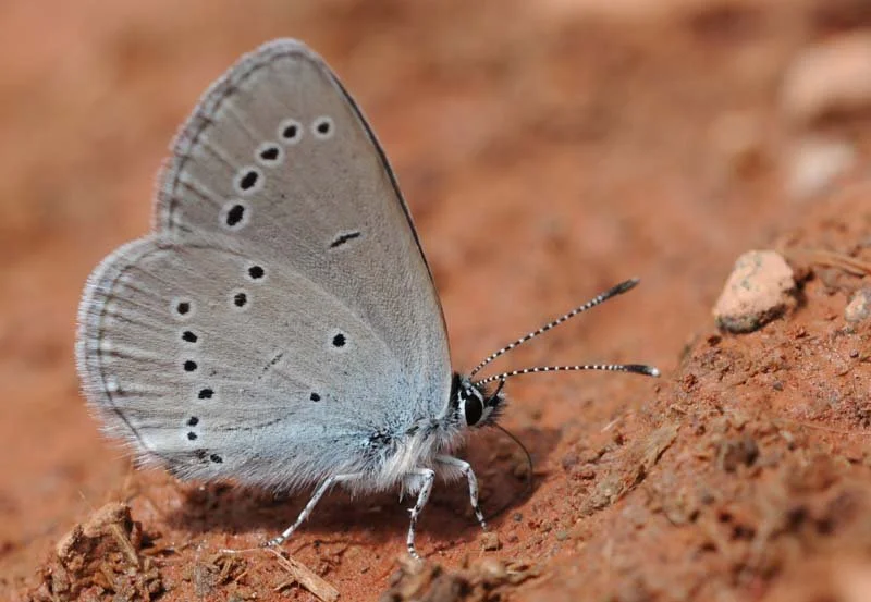 Food for Butterflies