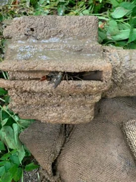 Spot the crayfish.jpg