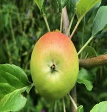 Get your apples and pears pressed