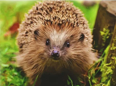 Concerned about Hedgehogs?