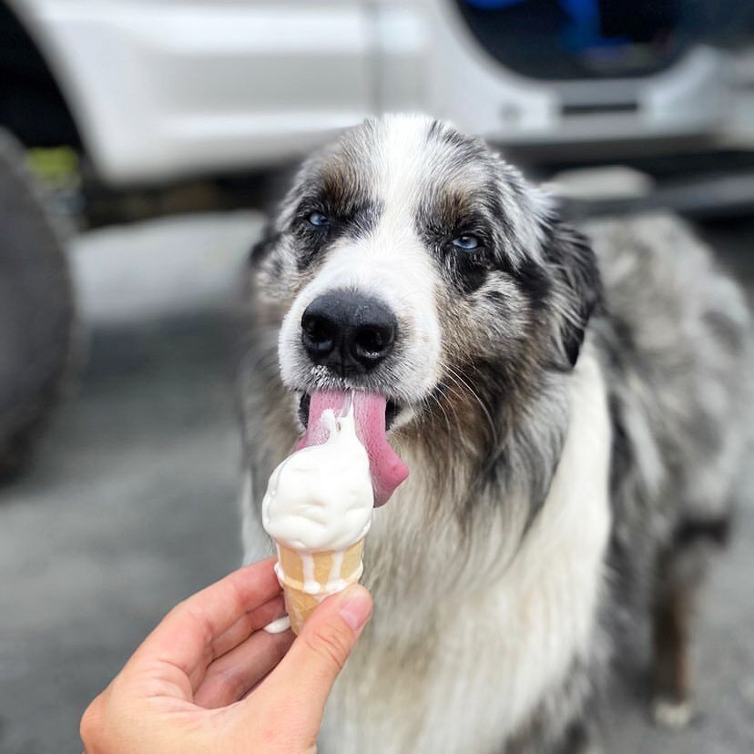 Thanks for bringing your 4-legged friend @krista.rose 💗 The cooler days are here and the season is winding down!  We&rsquo;ve had a fantastic summer and we hope you did too!  Open till 8:30 everyday this week!