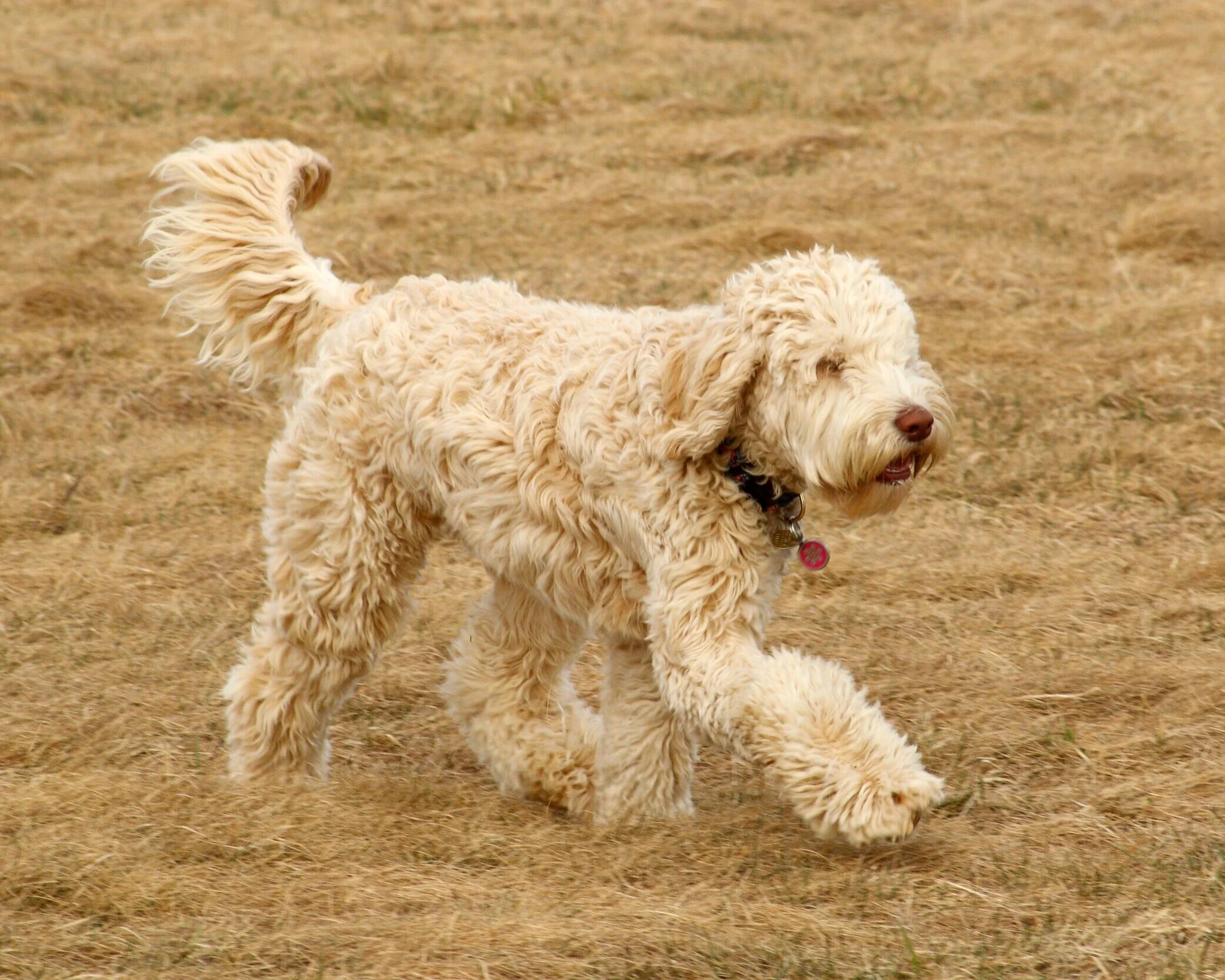 curly fleece labradoodle