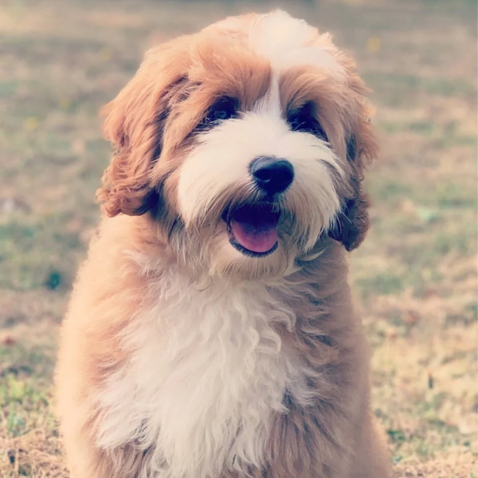 We raise our puppies with pride and great care - providing you with a fantastic new family member and a magical experience along the way. 
&bull;
Our mama and papa dogs are fully health tested with fabulous temperaments. 
&bull;
Once puppies arrive w