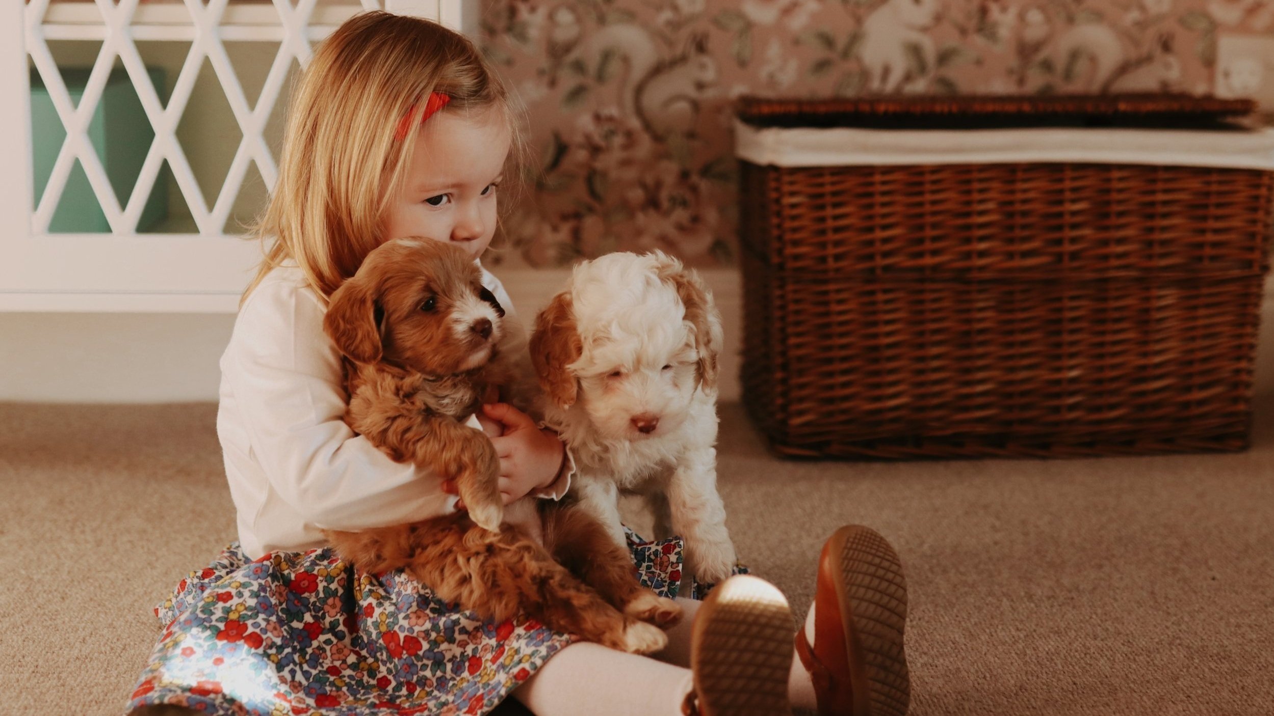 Australian Labradoodle Puppies