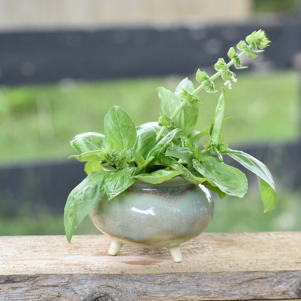 potted plant holders New Digs Plant Trio with Planter - Medium/Large Top Half Dusty Rose Planters main image 1