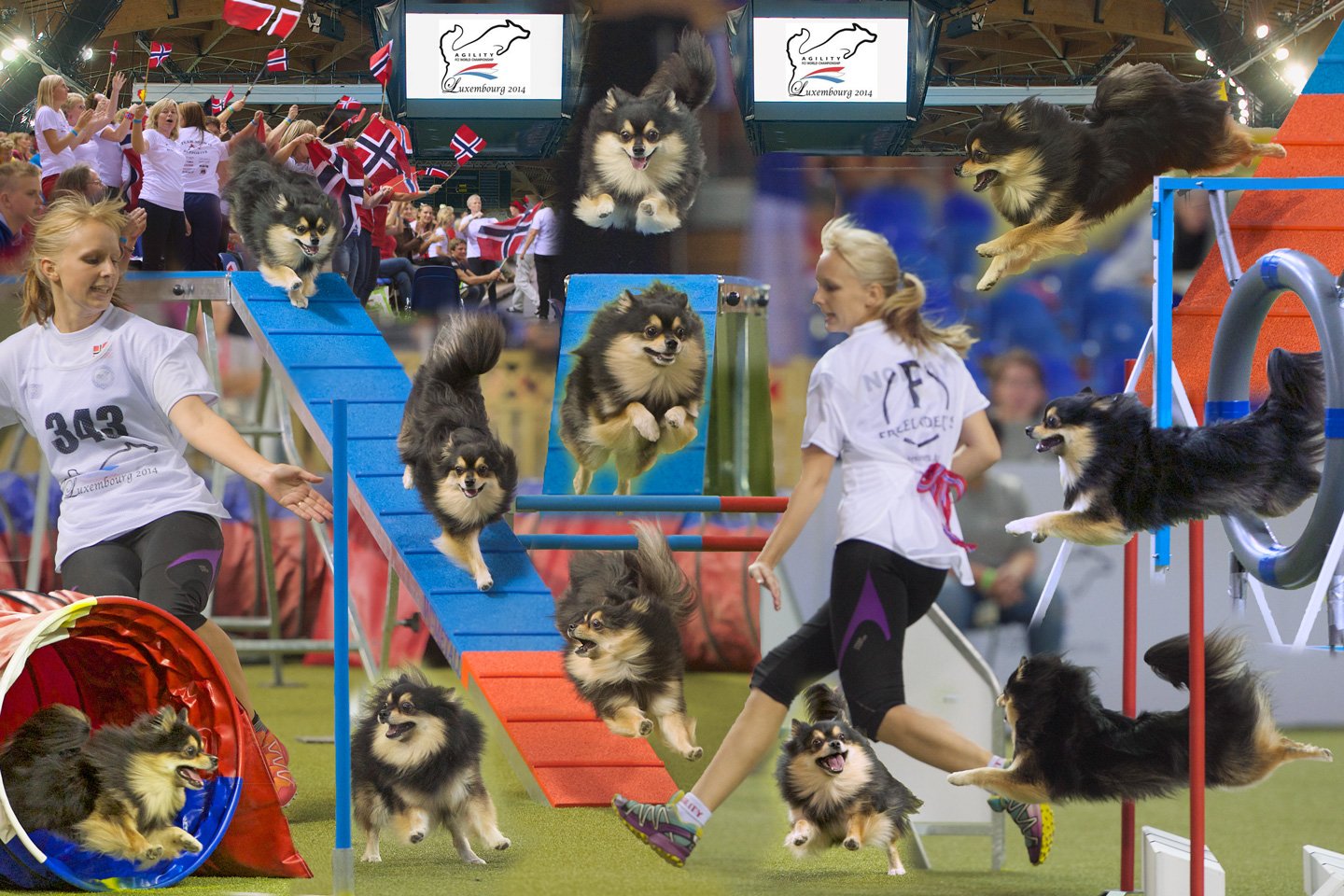 World Championships Montage - One Dog, Multiple Runs